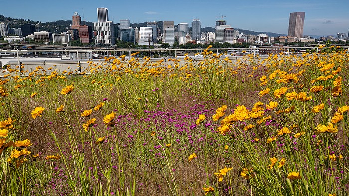 Portland City Council Approves $107 Million in Green Energy Grants—Here’s Where the Money is Going